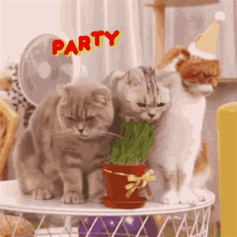 cats partying gif